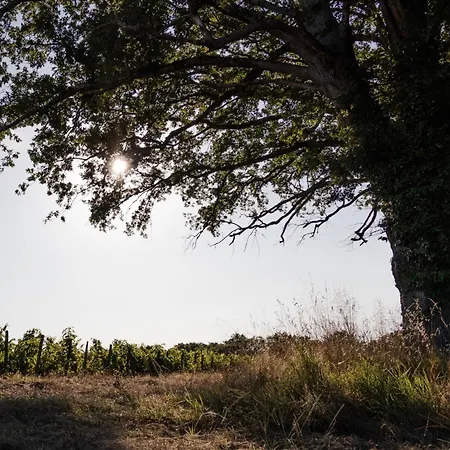 Chateau Caillivet Au Coeur D'un Vignoble Bio 14 Personnes *